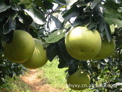 平和縣語欣園果業——優質生鮮水果產品與代理代辦服務指南